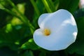 Beautifull giant white arum lily