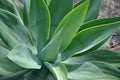 Beautifull green aloe vera Royalty Free Stock Photo