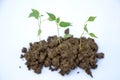 The green chilly plants seedlings isolated on  white background. Royalty Free Stock Photo