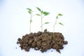 The green chilly plants seedlings isolated on  white background. Royalty Free Stock Photo