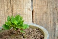 The green flower plant seedlings in pote with wooden background.