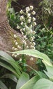 Beautifull green forest flower