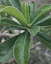 Beautifull Green Leaf of The Garden