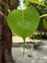 Beautifull Green Leaf HD Royalty Free Stock Photo