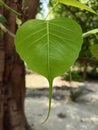 Beautifull Green Leaf HD