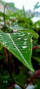 Beautifull green leaves and drop rain at green leaves