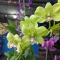 Beautifull green orchids