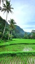 Beautifull green of the rice field and cocnut trees