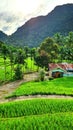 Beautifull green rice fields on the house yard of villager