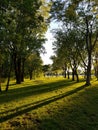 Beautifull green trees park parc de grands arbres verts