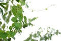 The green vine with leaves of kith on the tree. Royalty Free Stock Photo
