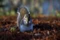 Beautifull grey squirrel Sciurus carolinensis among autumn leaves and tree searching food. Royalty Free Stock Photo