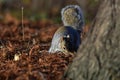 Beautifull grey squirrel Sciurus carolinensis among autumn leaves and tree searching food. Royalty Free Stock Photo