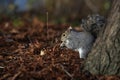 Beautifull grey squirrel Sciurus carolinensis among autumn leaves and tree searching food. Royalty Free Stock Photo