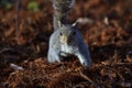 Beautifull grey squirrel Sciurus carolinensis among autumn leaves and tree searching food. Royalty Free Stock Photo