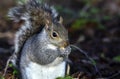 Beautifull grey squirrel Sciurus carolinensis among autumn leaves and tree searching food. Royalty Free Stock Photo