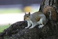 Beautifull grey squirrel (Sciurus carolinensis) searching food in St James Park in London. Royalty Free Stock Photo