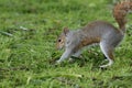 Beautifull grey squirrel (Sciurus carolinensis) searching food in St James Park in London. Royalty Free Stock Photo