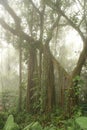 Jungle morning fog in Brazil Royalty Free Stock Photo