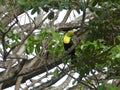 Keel-billed Toucan, Ramphastos sulfuratus, bird with big bill. Costa Rica Royalty Free Stock Photo