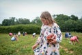 Beautifull kid in a dress pick up and eating strawberry in the field. Little child girl picking strawberries with other