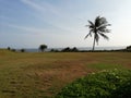 Beautifull landscape scenery holliday travelling palm tree coast beach sea bluesky greengrass