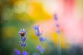 A beautifull lavander flower