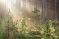 Beautifull light beams in forest through trees Royalty Free Stock Photo