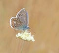 A beautifull little butterfly with a brown wings and black dot motifs