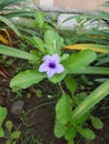 Beautifull Little purple flower cute