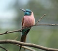 Beautifull little tropical bird Royalty Free Stock Photo