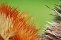 Beautifull macro shot of feathers! Royalty Free Stock Photo