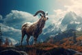 A Beautiful Mouflon on the background of the mountains Royalty Free Stock Photo