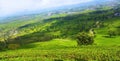 Beautifull mountain in this place is full of tea tree as a heaven Royalty Free Stock Photo