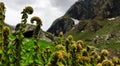 A beautifull natural vegitation,mountain valley,wild grass,natural senery in India,Manali