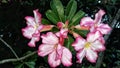 Beautifull nature plant plumeria Royalty Free Stock Photo