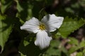 A Beautifull north American flower White Trillium flower Royalty Free Stock Photo