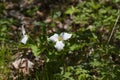 A Beautifull north American flower White Trillium flower Royalty Free Stock Photo