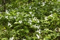 A Beautifull north American flower White Trillium flower Royalty Free Stock Photo