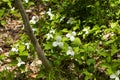 A Beautifull north American flower White Trillium flower Royalty Free Stock Photo