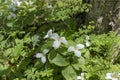 A Beautifull north American flower White Trillium flower Royalty Free Stock Photo