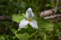 A Beautifull north American flower White Trillium flower Royalty Free Stock Photo