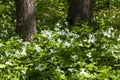 A Beautifull north American flower White Trillium flower Royalty Free Stock Photo