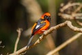 Beautifull Orange-backed troupial perched on branch in Ecological Reseve of Costanera Sur in Buenos Aires, Argentina