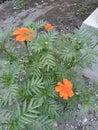 beautifull orange flower in garden