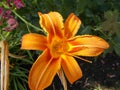 Beautifull orange lilie in full bloom