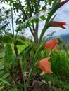 BEAUTIFULL ORANGE IN VIEW