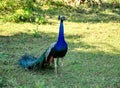 A beautifull peacock in the yala national park, srilanka