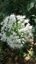 Beautifull pics of white flowers