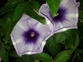 Beautifull picture of morning glory